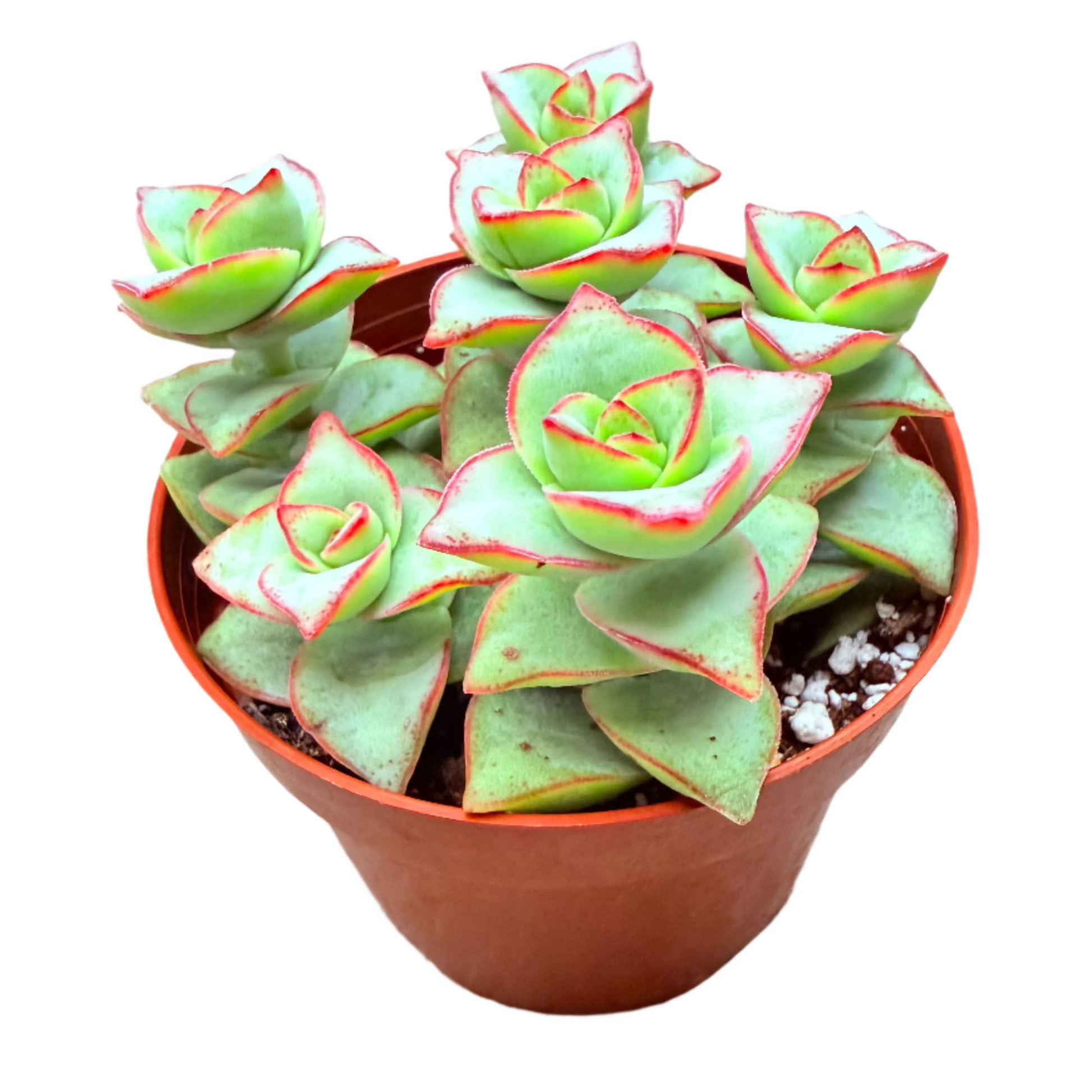 Crassula perforata - String of Buttons-SEAH
