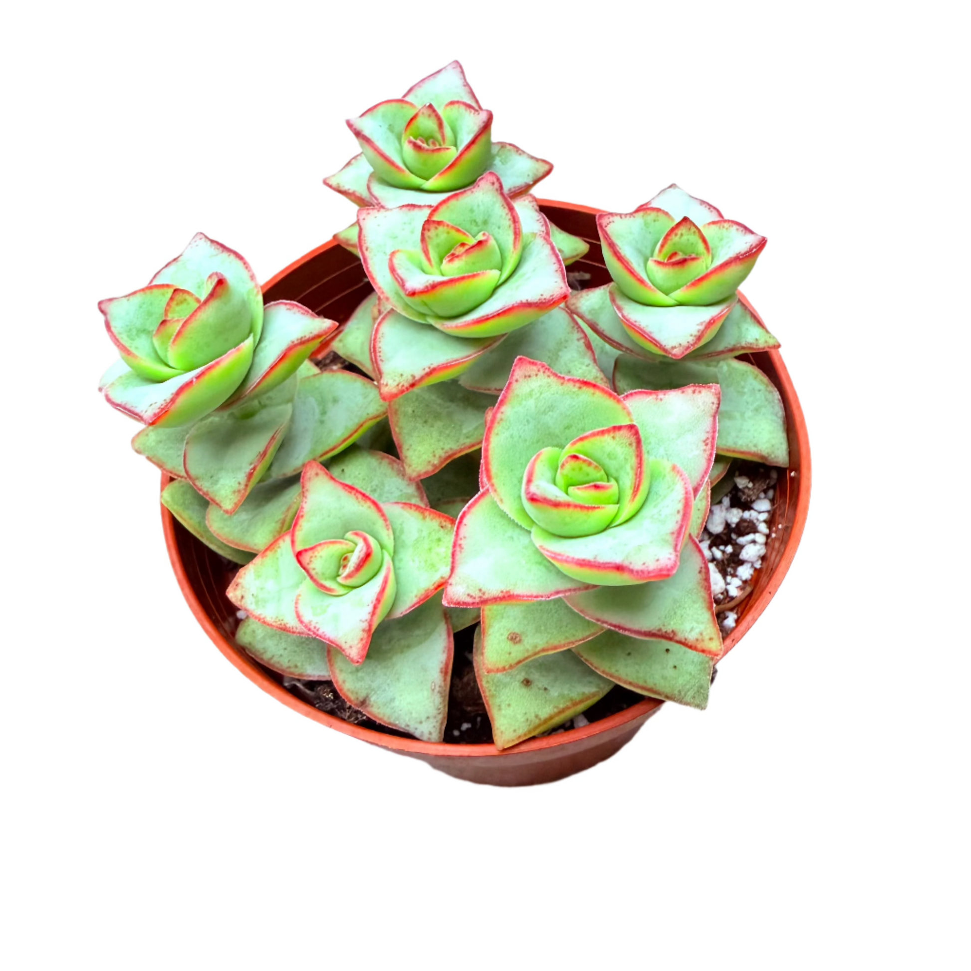 Crassula perforata - String of Buttons-SEAH