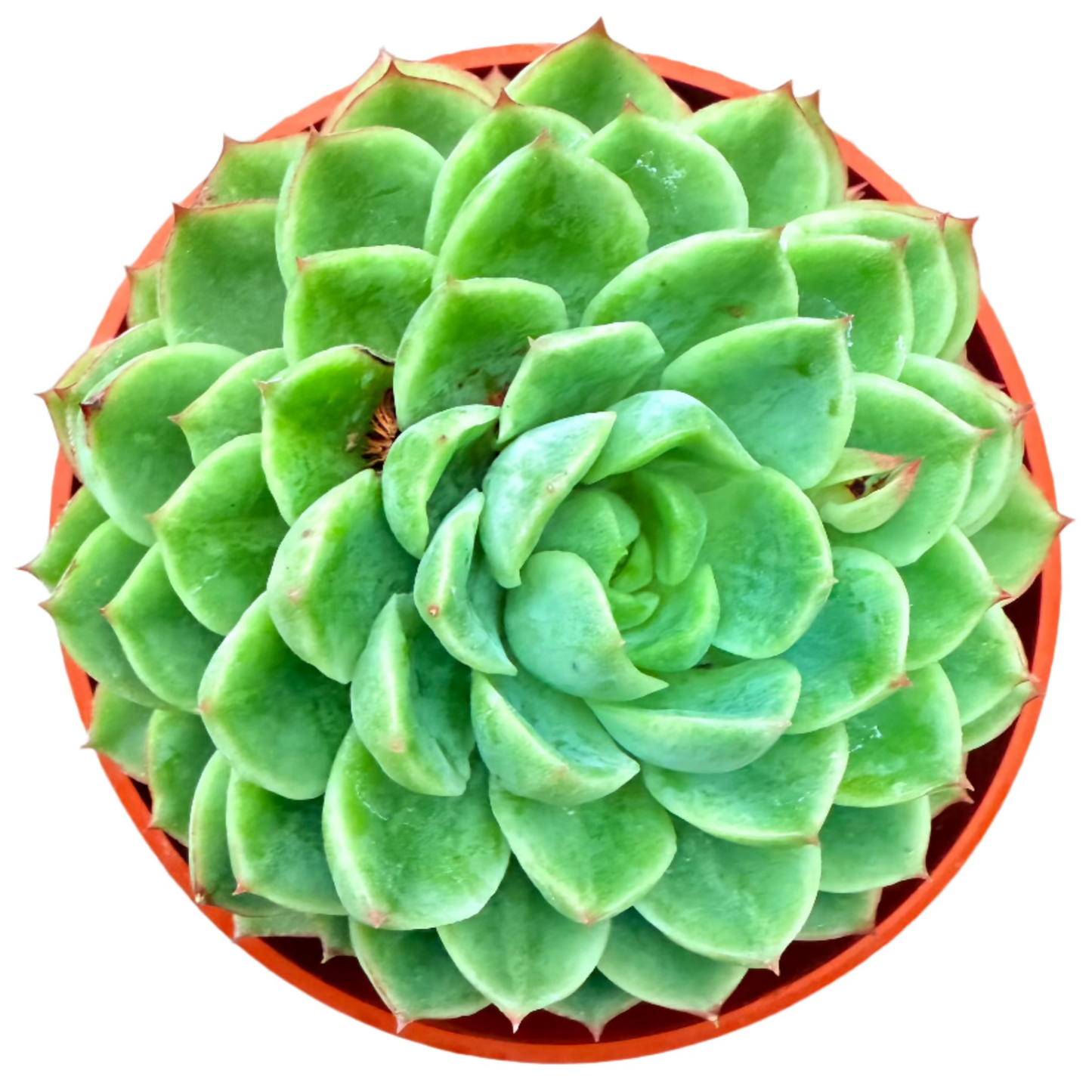 lime n chile succulent Lime and Chile Echeveria | Echeveria 'Lime n' Chile'