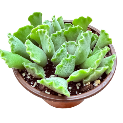 Adromischus cristatus - Crinkle Leaf Plant-SEAH