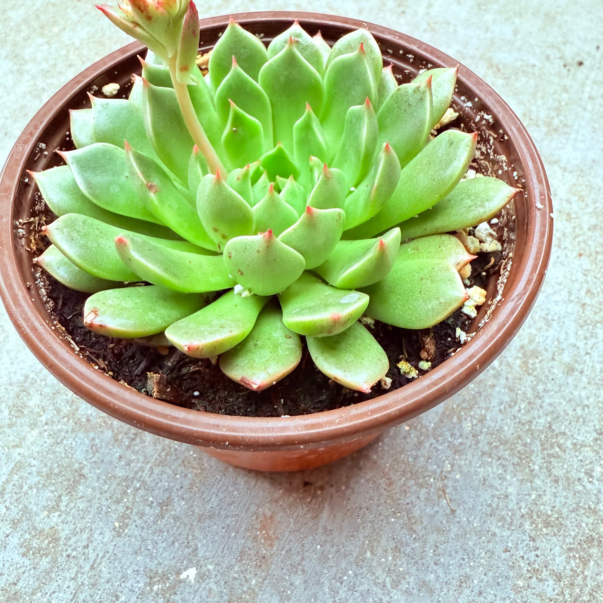 graptoveria olivia succulent Olivia Graptoveria