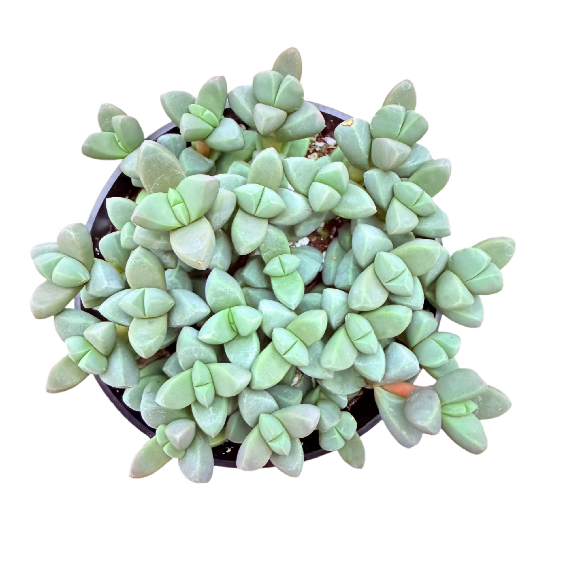 Corpuscularia lehmannii - Ice Plant-SEAH