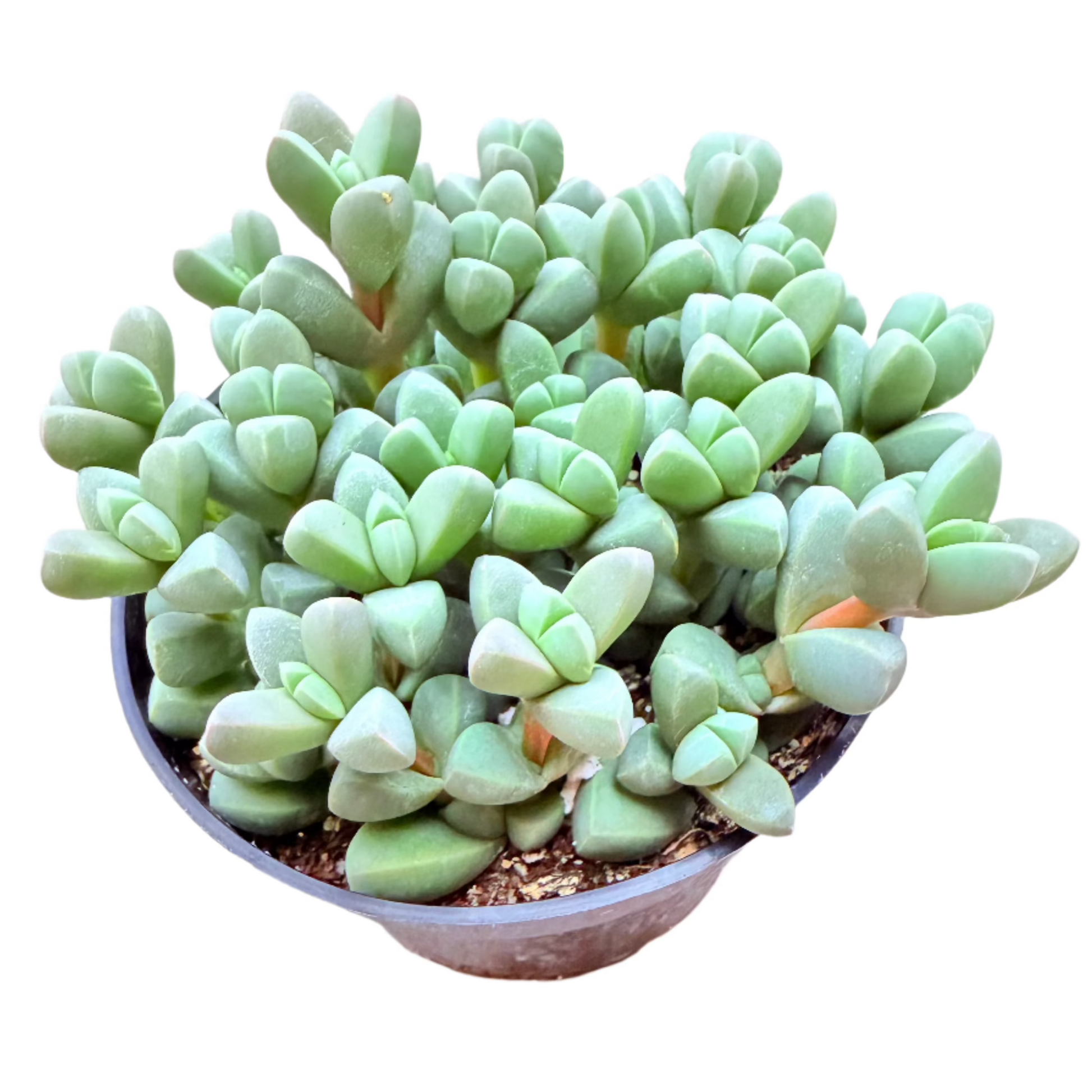 Corpuscularia lehmannii - Ice Plant-SEAH