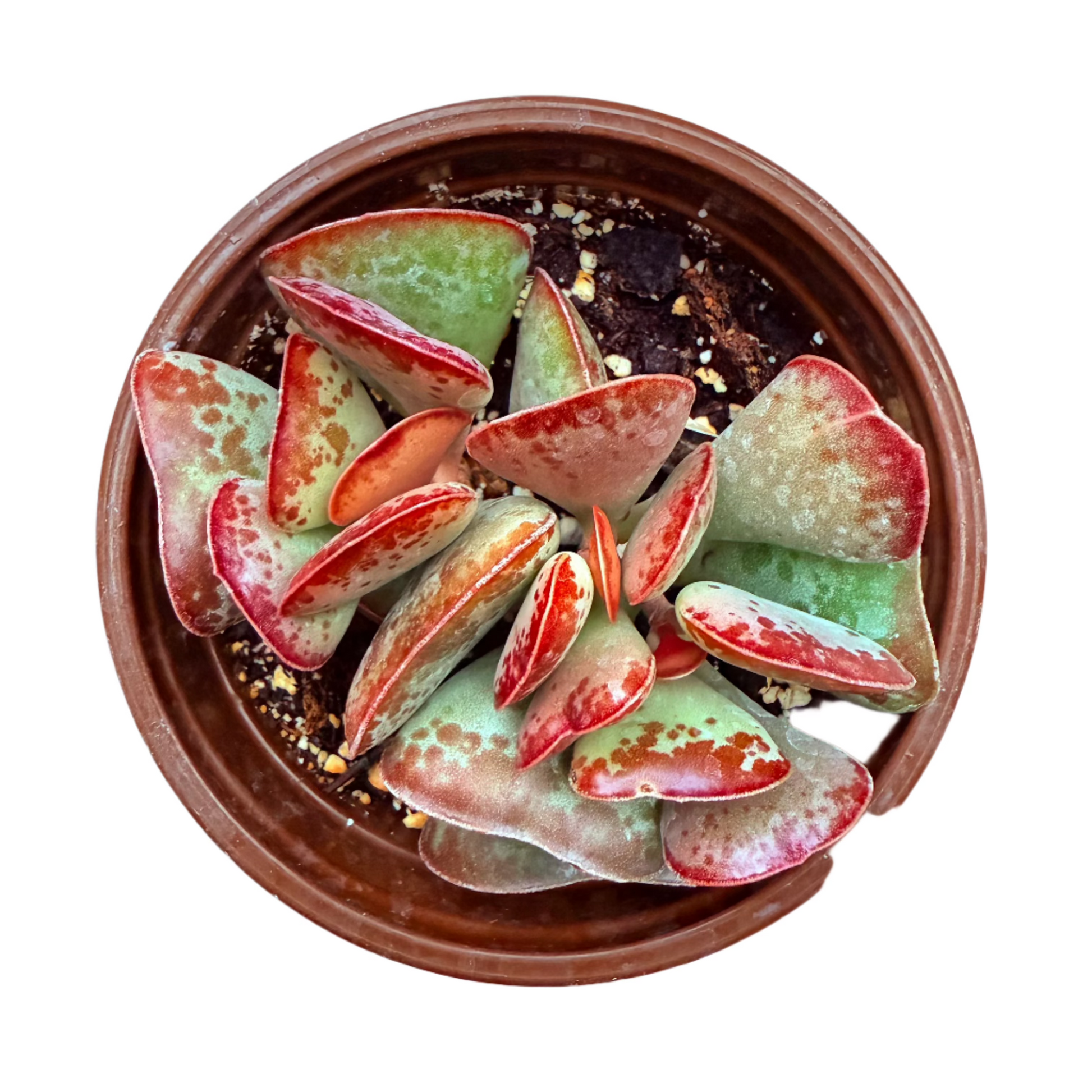 Adromischus Triflorus - Calico Hearts-SEAH
