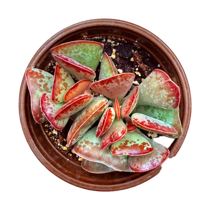 Adromischus Triflorus - Calico Hearts-SEAH