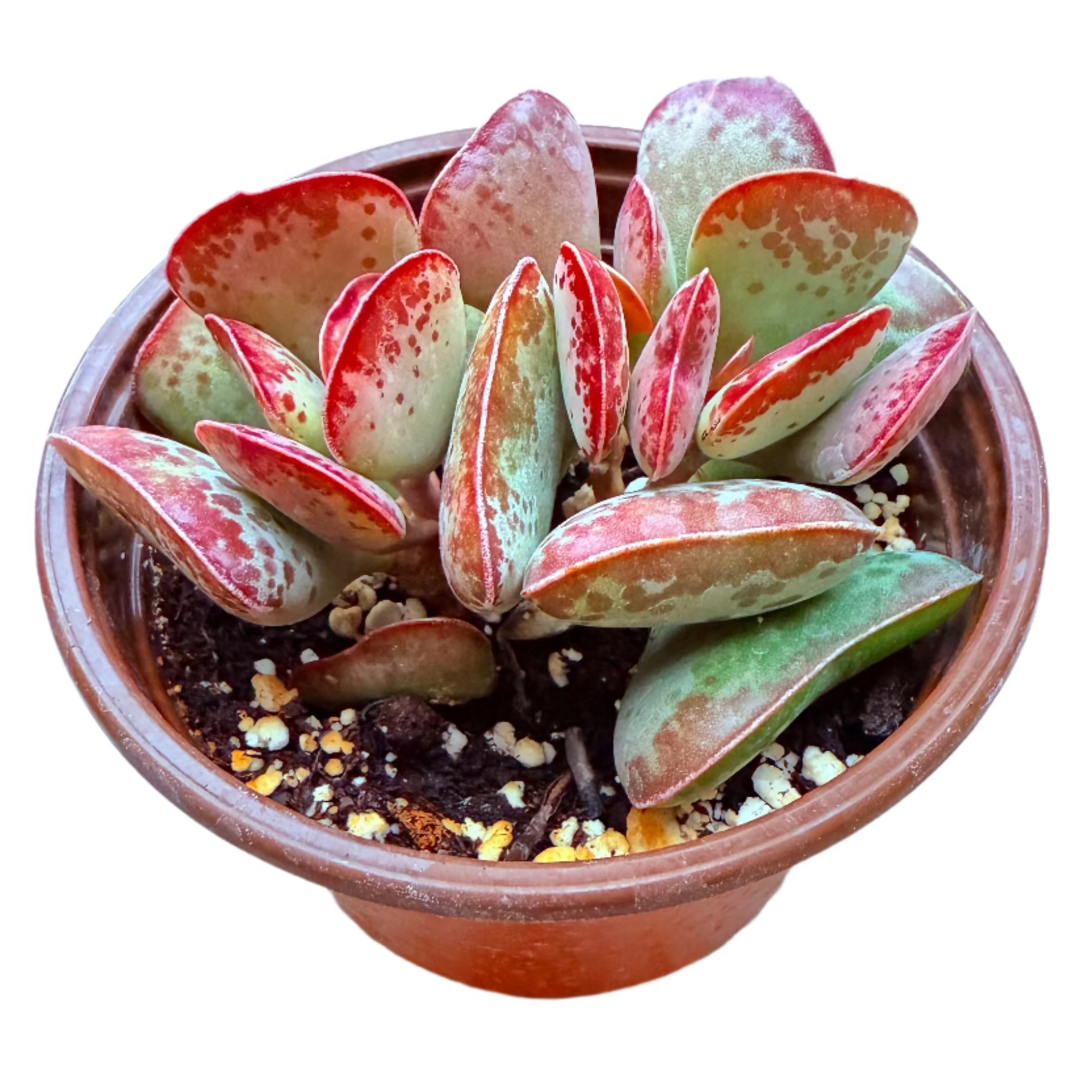 Adromischus Triflorus - Calico Hearts-SEAH