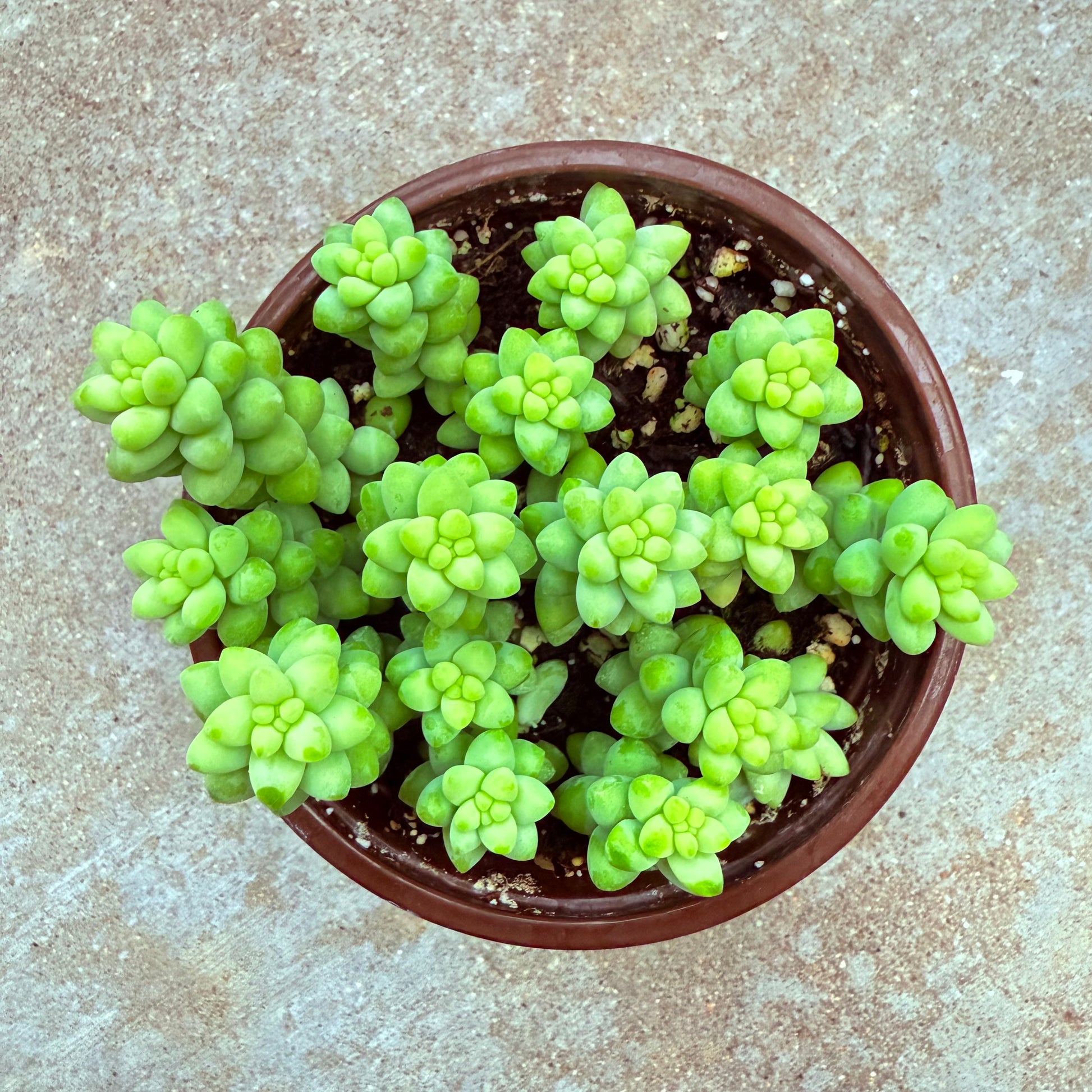 Sedum morganianum- Burrito-SEAH