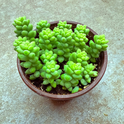 Sedum morganianum- Burrito-SEAH
