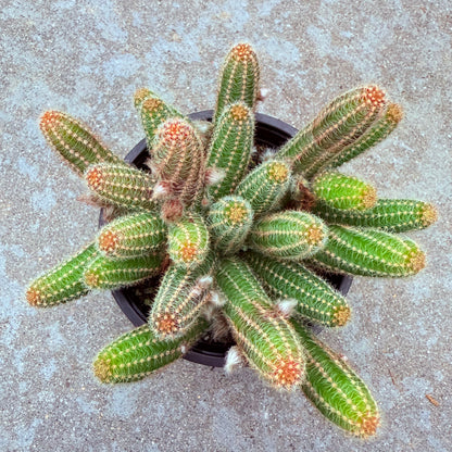 Echinopsis Chamaecereus - Peanut Cactus-SEAH