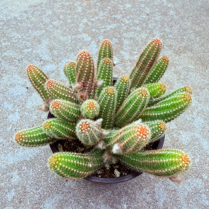 Echinopsis Chamaecereus - Peanut Cactus-SEAH
