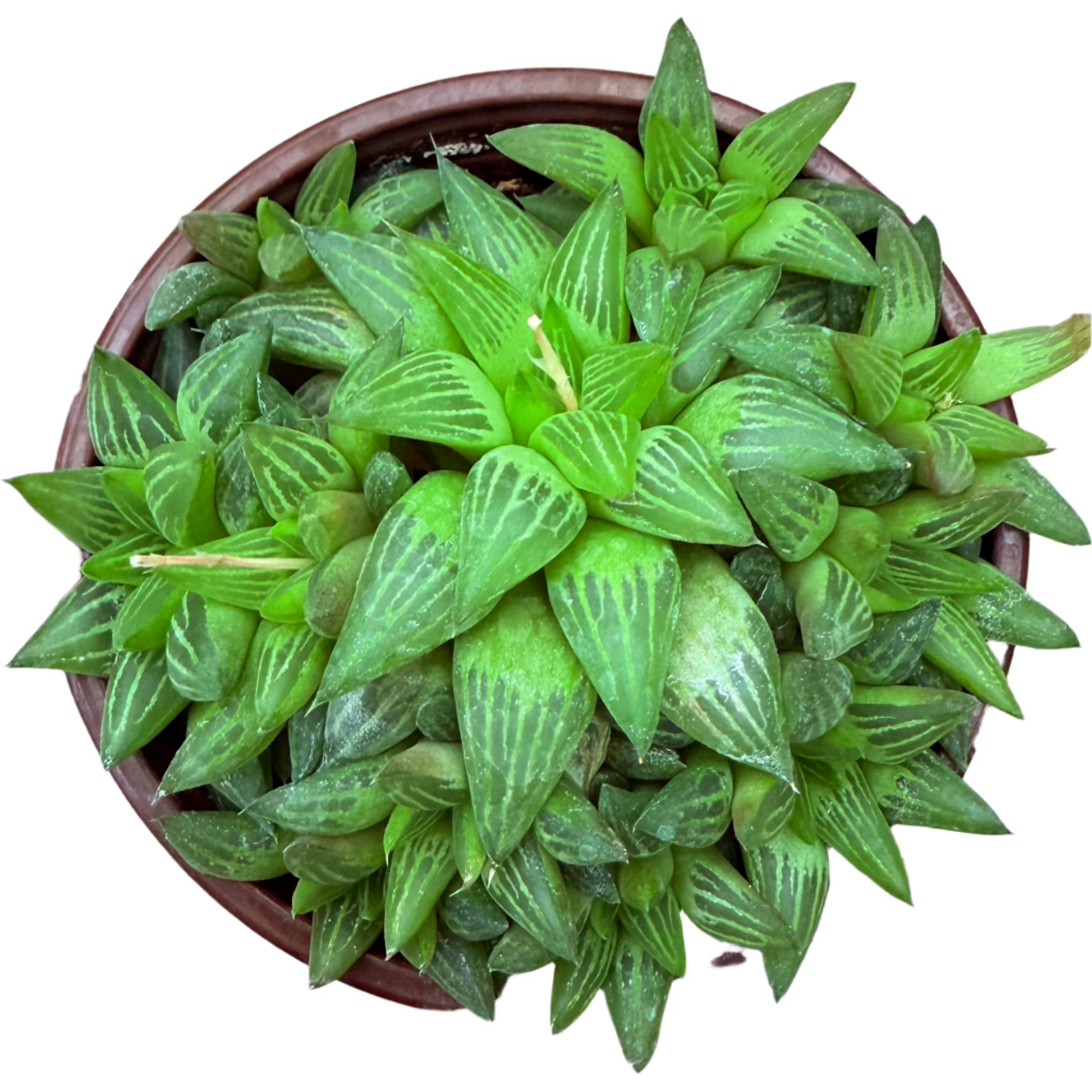 Haworthia retusa f. geraldii - Star Cactus-SEAH