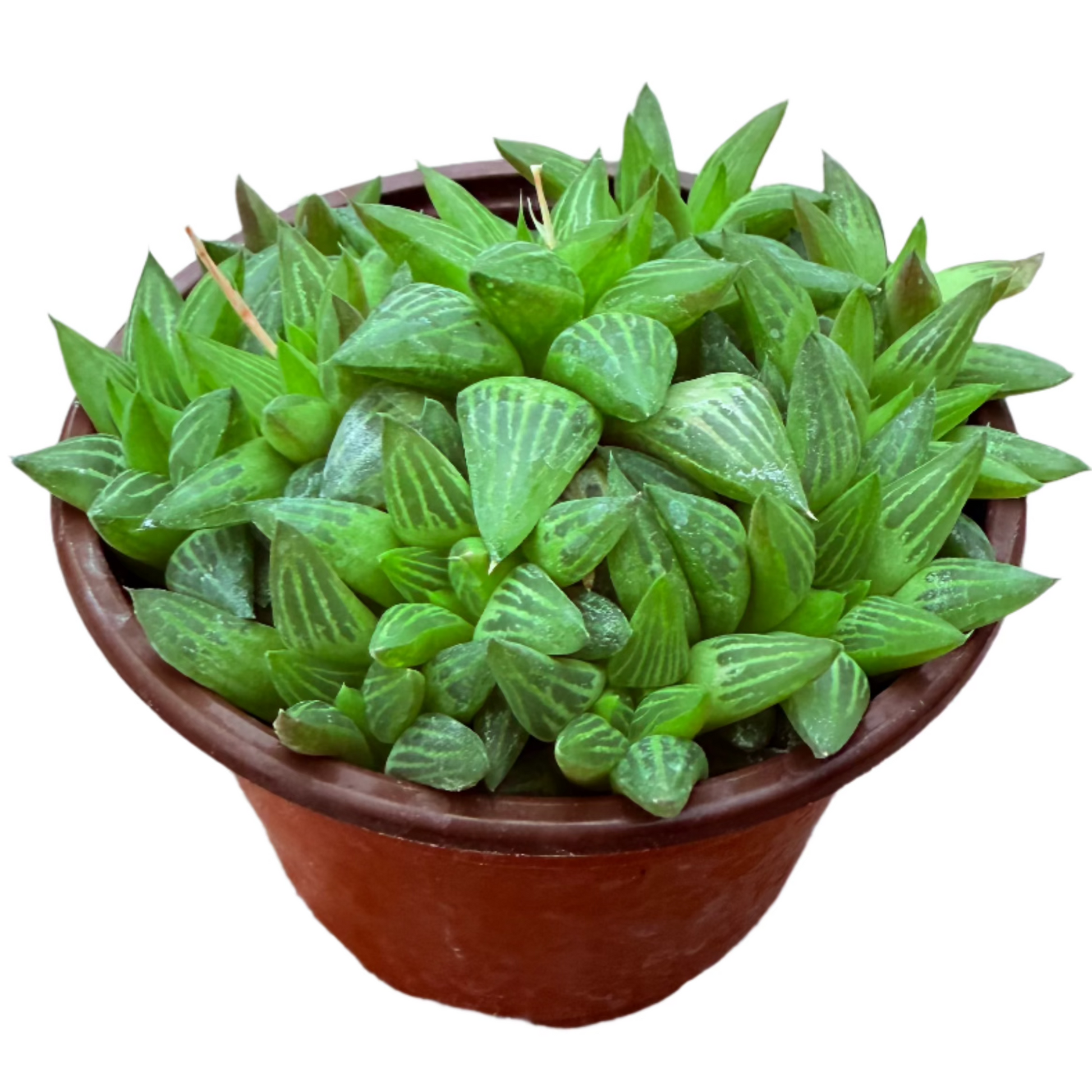 Haworthia retusa f. geraldii - Star Cactus-SEAH