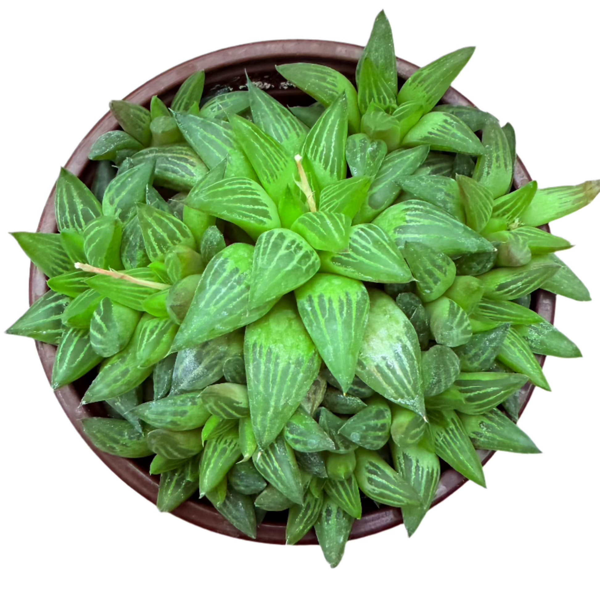 Haworthia retusa f. geraldii - Star Cactus-SEAH