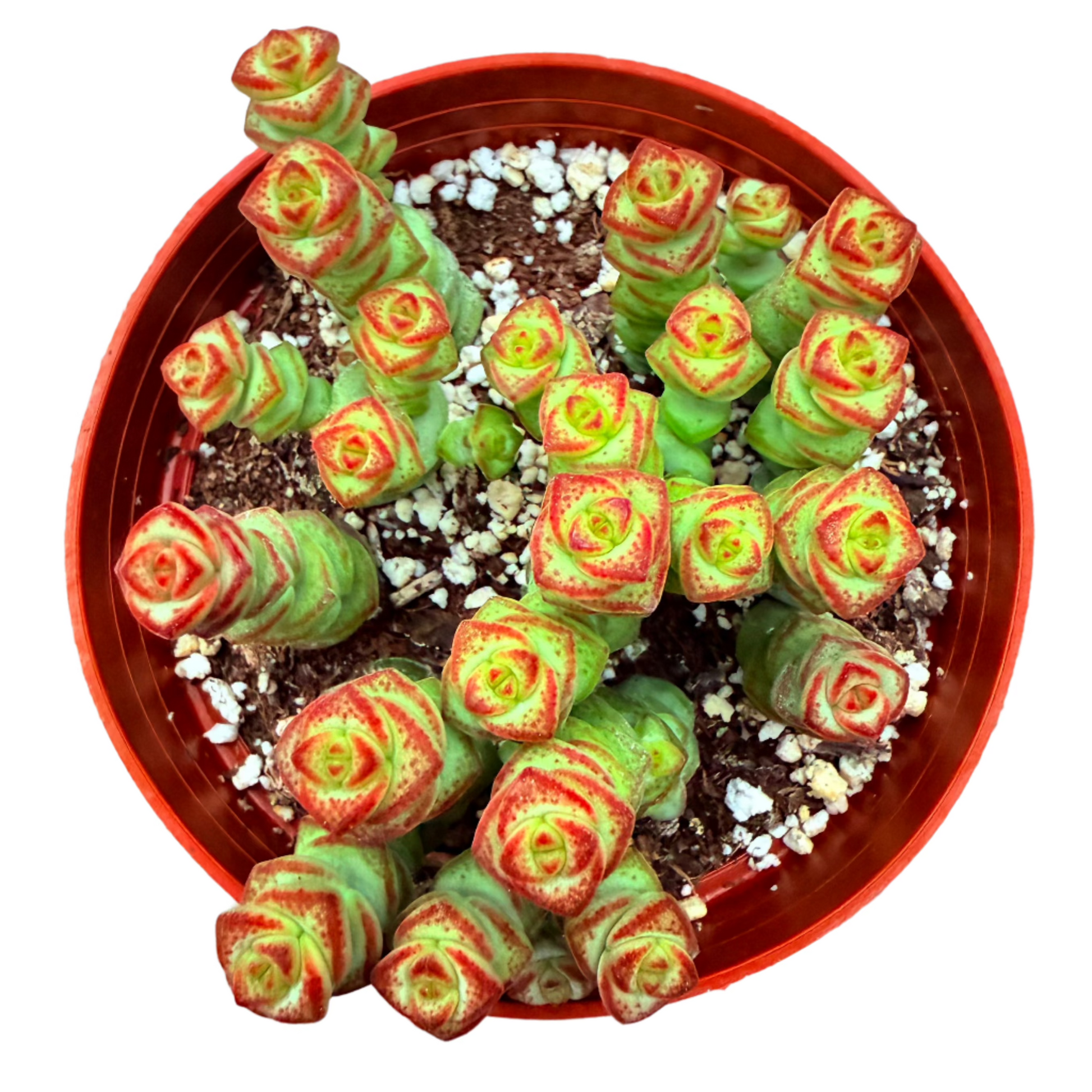 Crassula - Jade Necklace-SEAH