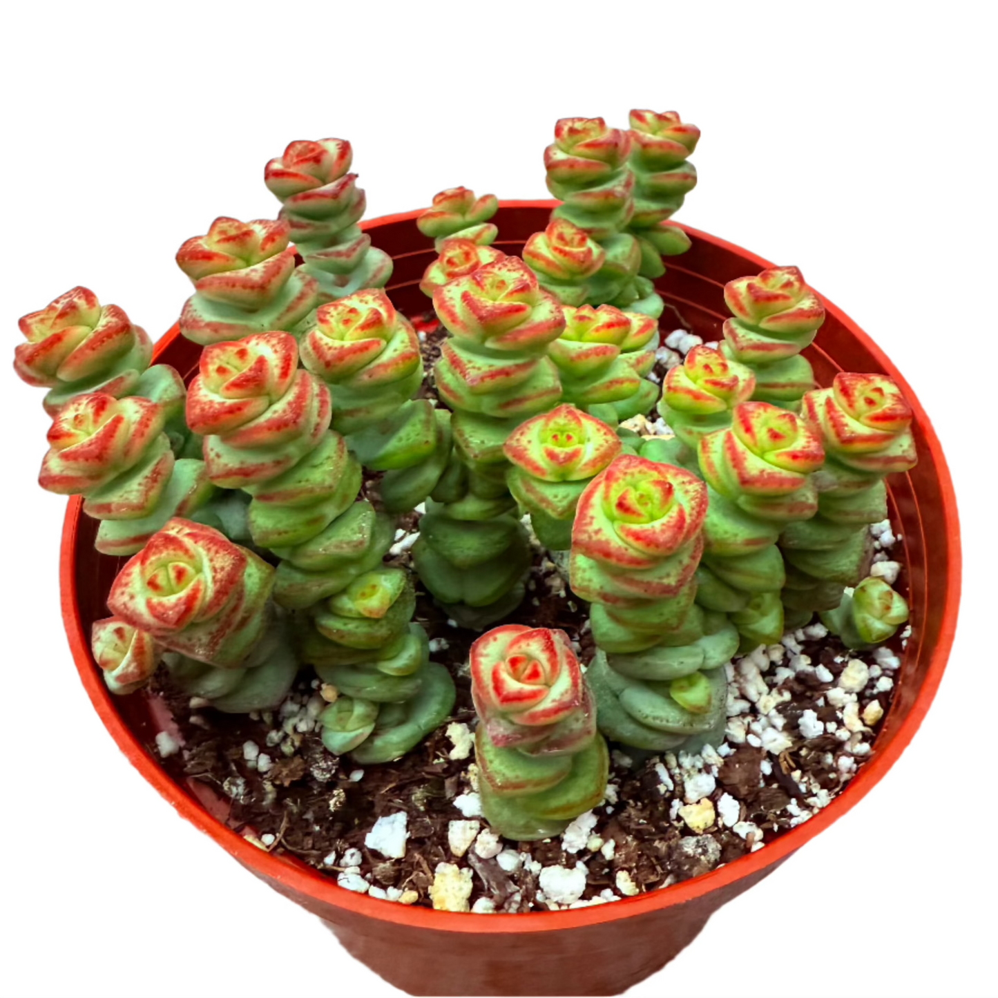 Crassula - Jade Necklace-SEAH