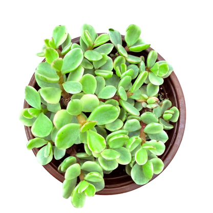 Portulacaria afra f. variegata - Rainbow Bush-SEAH