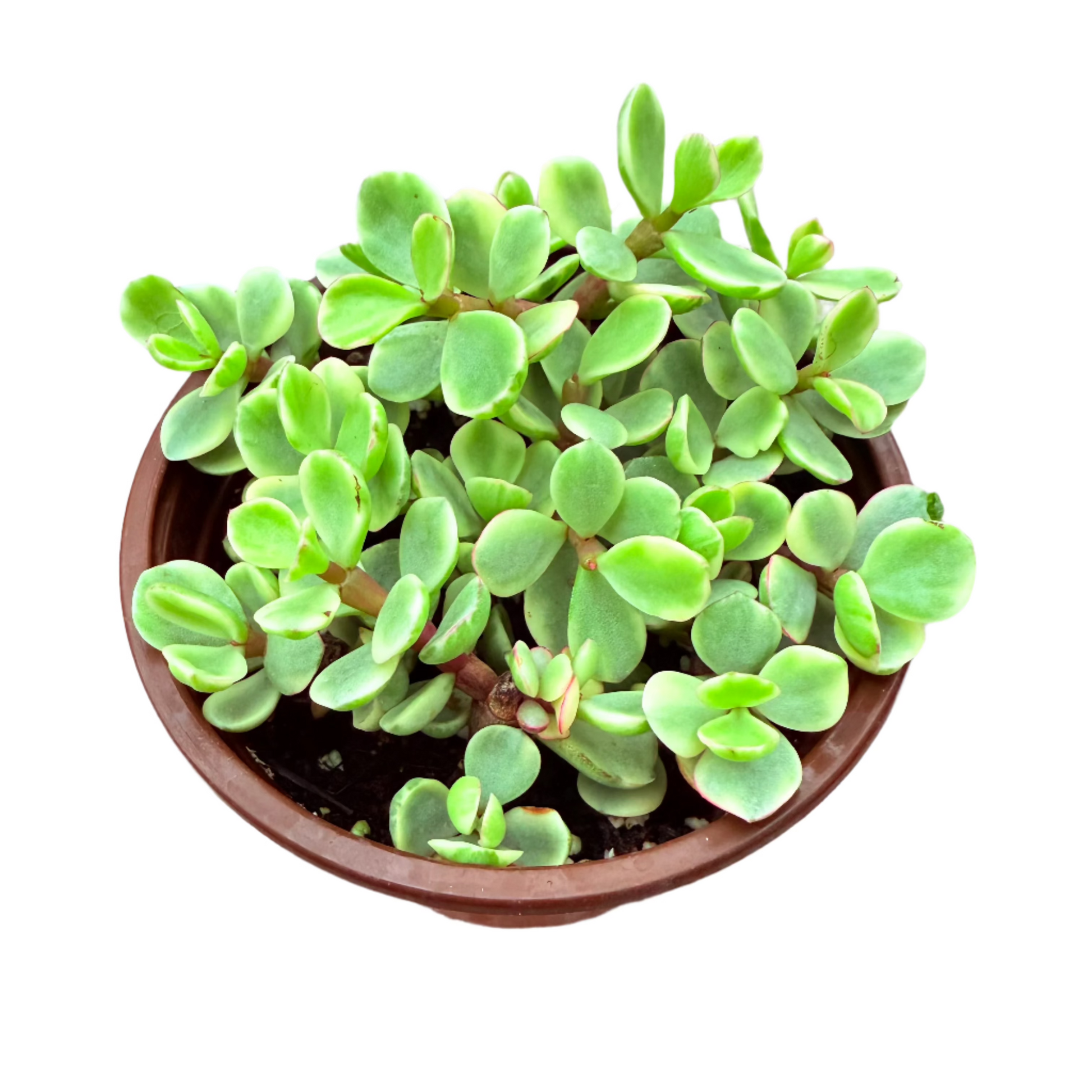 portulacaria afra f. variegata - rainbow bush Rainbow Bush | Portulacaria afra f. variegata