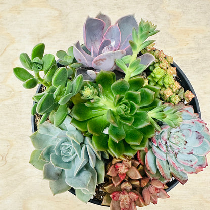 Succulent Bowl Arrangement – 6" Mix of 7 Varieties