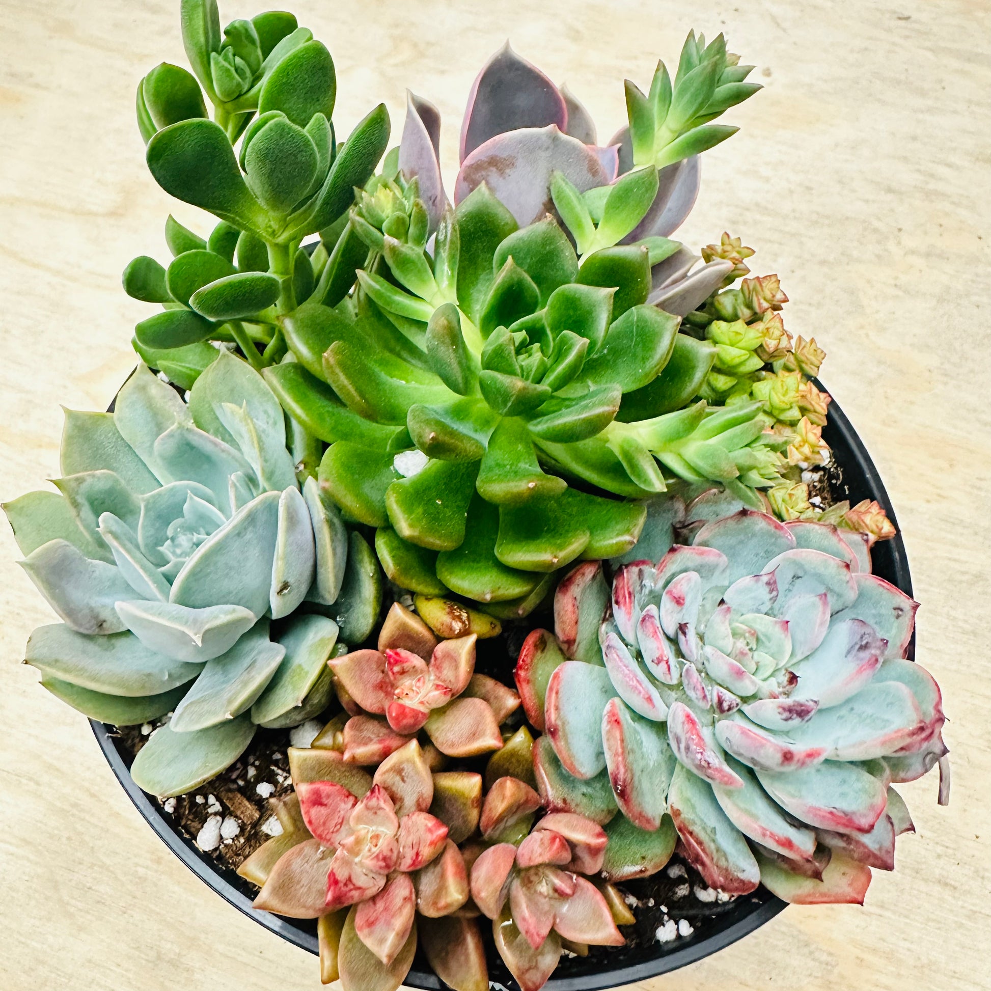 live succulent arrangements Succulent Bowl Arrangement – 6-Inch Mix of 7 Varieties
