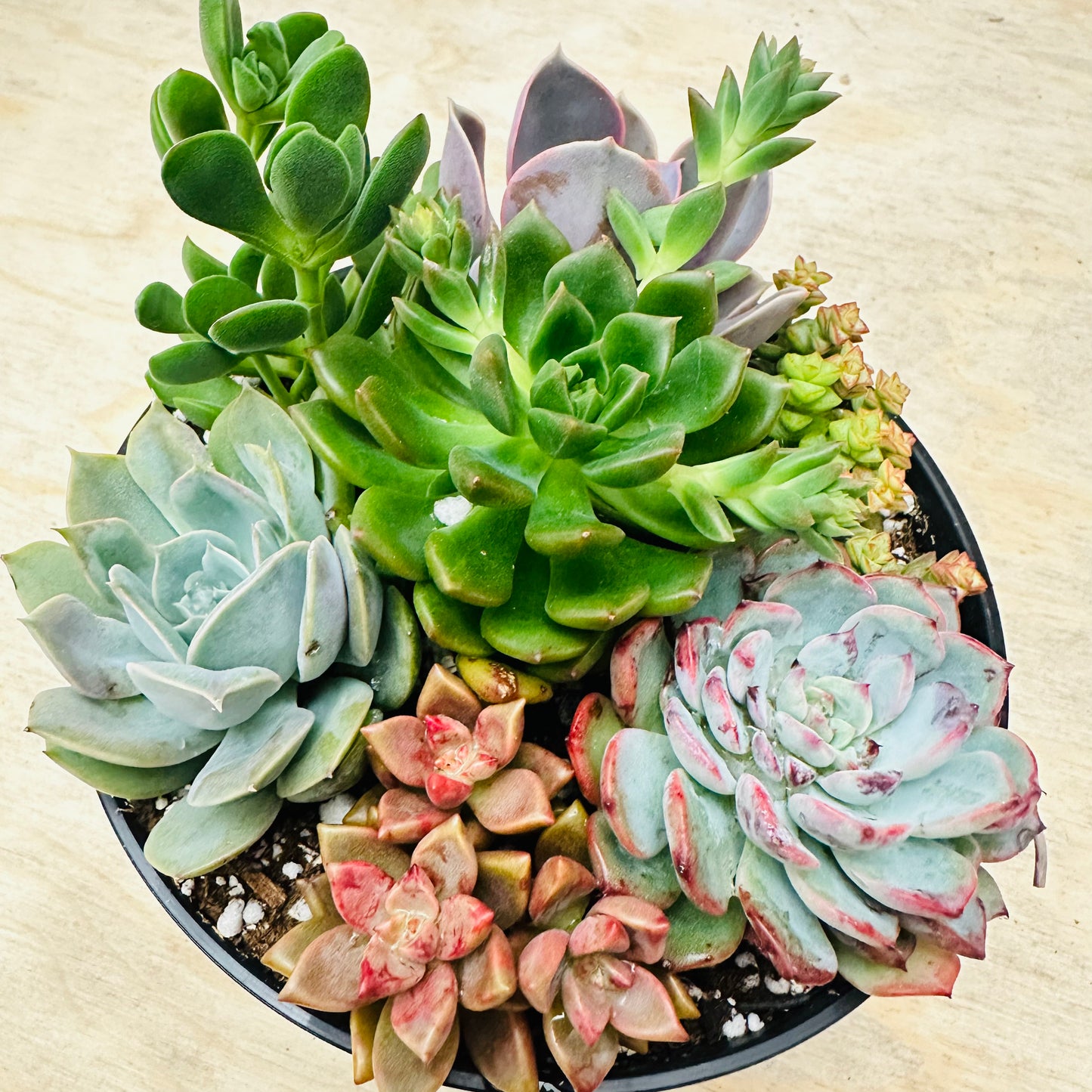 Succulent Bowl Arrangement – 6" Mix of 7 Varieties