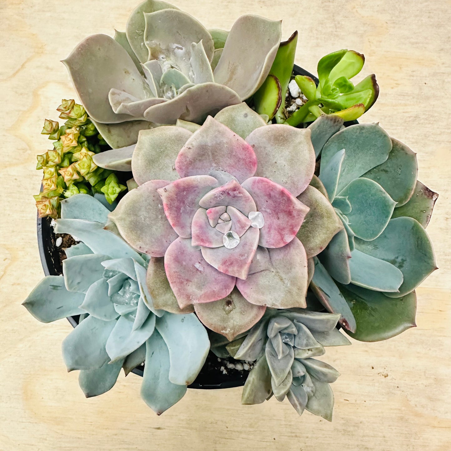 Succulent Bowl Arrangement – 6" Mix of 7 Varieties