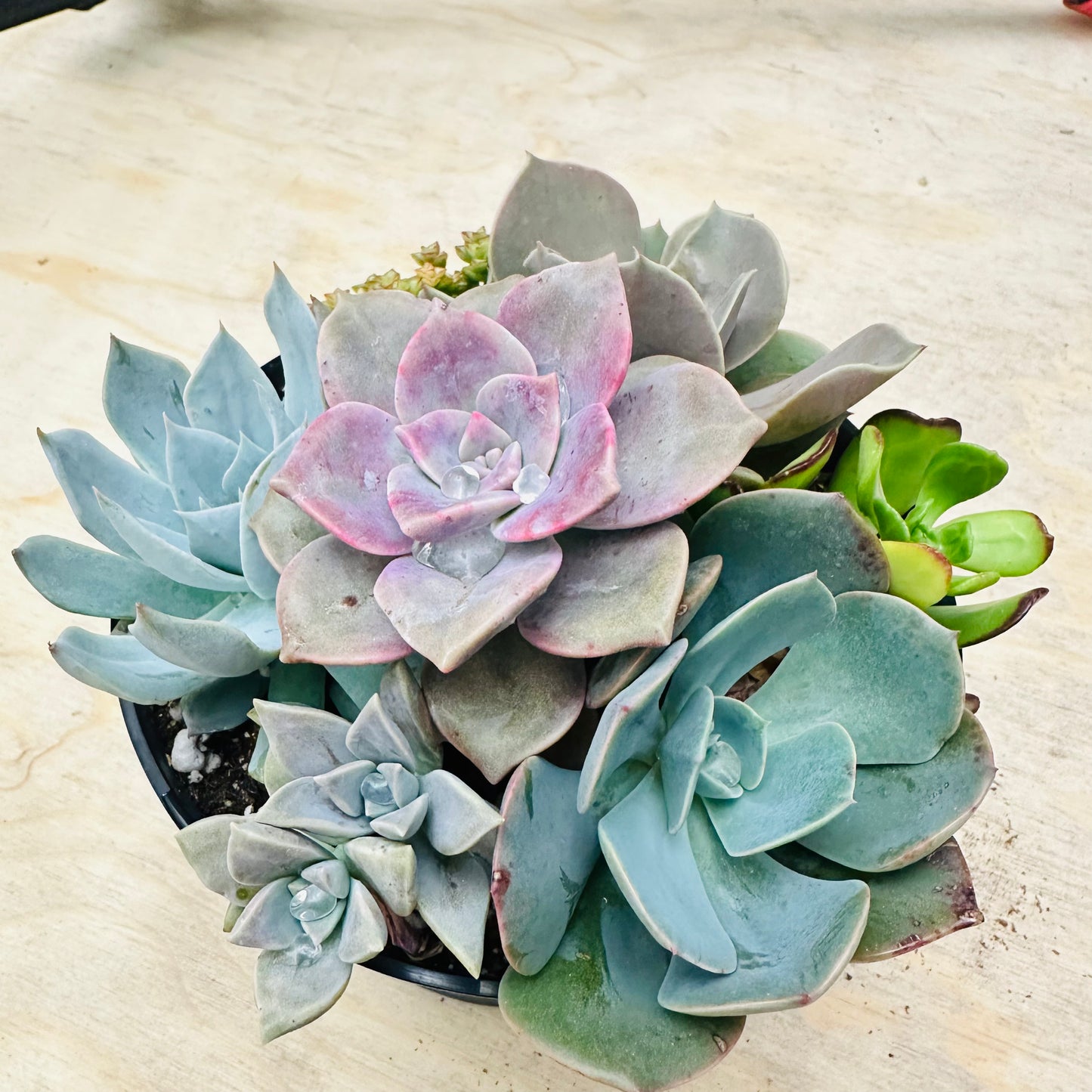 Succulent Bowl Arrangement – 6" Mix of 7 Varieties