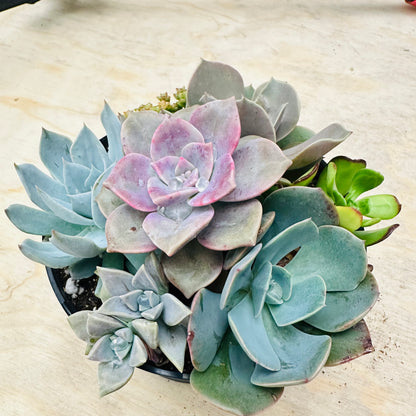Succulent Bowl Arrangement – 6" Mix of 7 Varieties