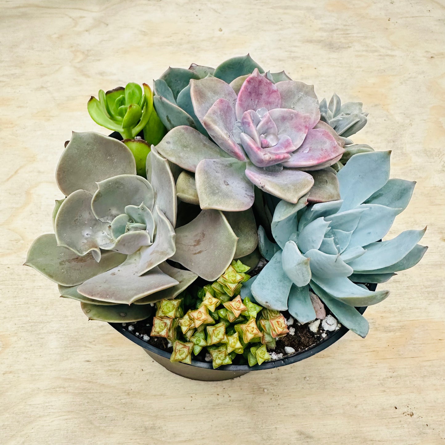 Succulent Bowl Arrangement – 6" Mix of 7 Varieties