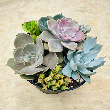 Succulent Bowl Arrangement – 6" Mix of 7 Varieties