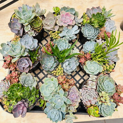 Succulent Bowl Arrangement – 6" Mix of 7 Varieties