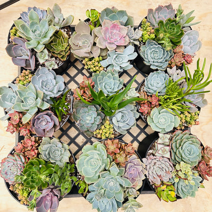 Succulent Bowl Arrangement – 6" Mix of 7 Varieties