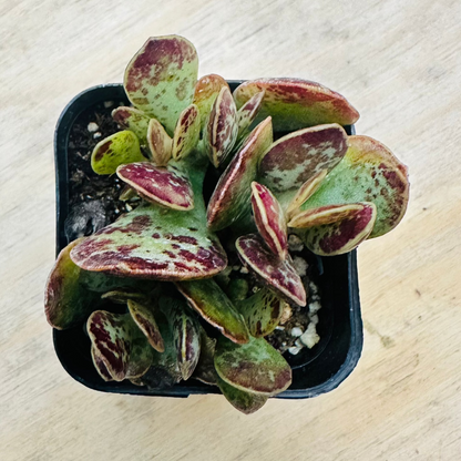 Adromischus maculatus-SEAH