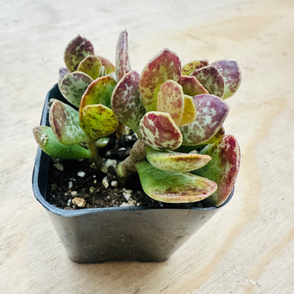 Adromischus maculatus-SEAH