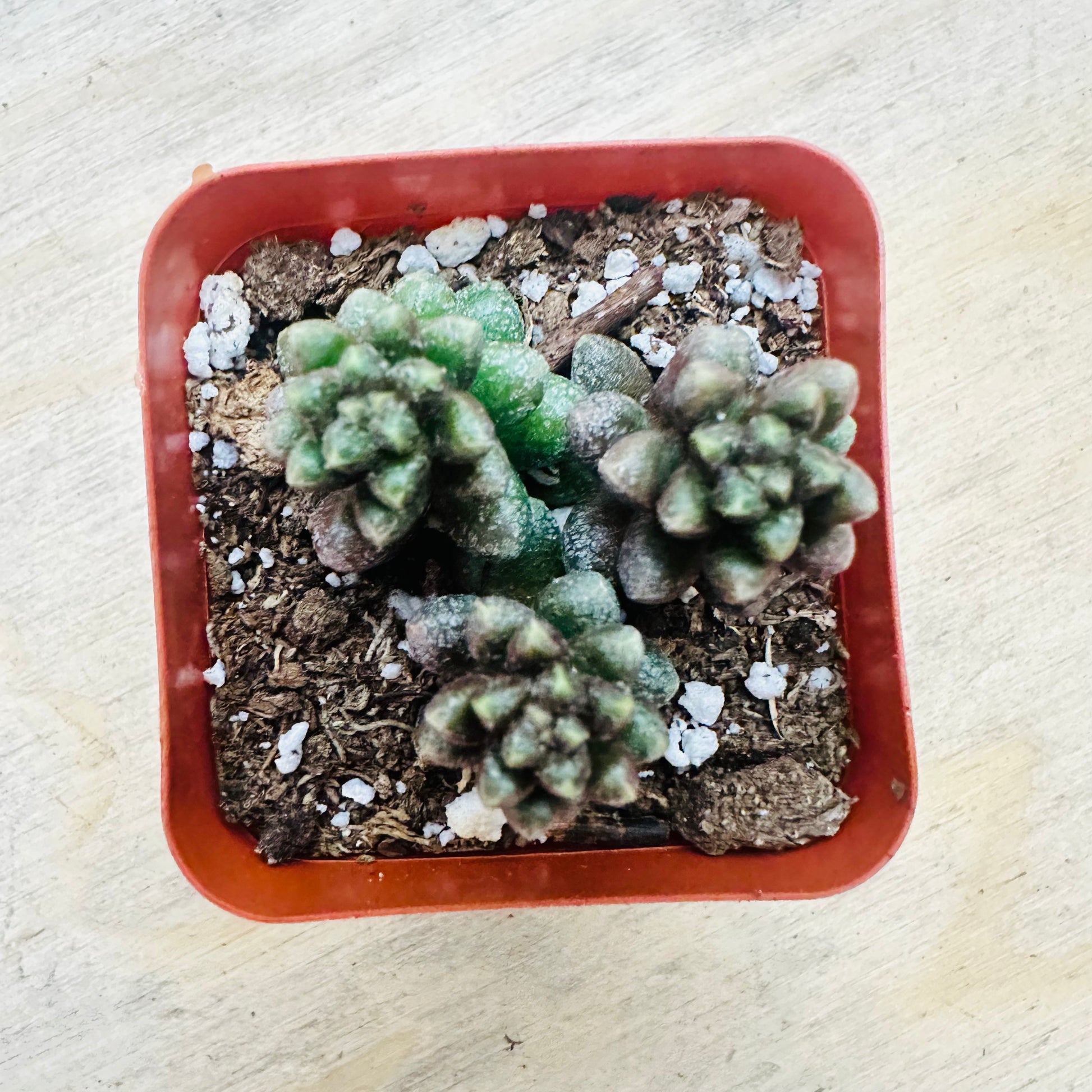 Sedum furfuraceum - Bonsai Sedum-SEAH