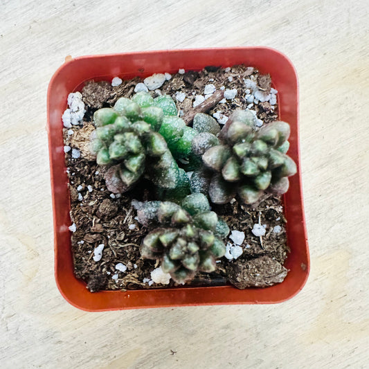 Sedum furfuraceum - Bonsai Sedum-SEAH