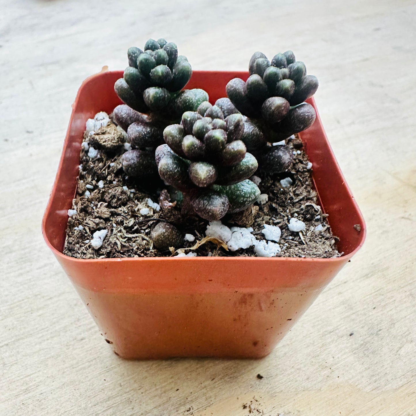 Sedum furfuraceum - Bonsai Sedum-SEAH