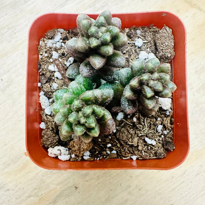 Sedum furfuraceum - Bonsai Sedum-SEAH