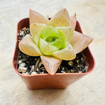Haworthia cymbiformis - Cathedral Window