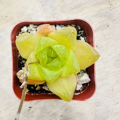 Haworthia cymbiformis - Cathedral Window