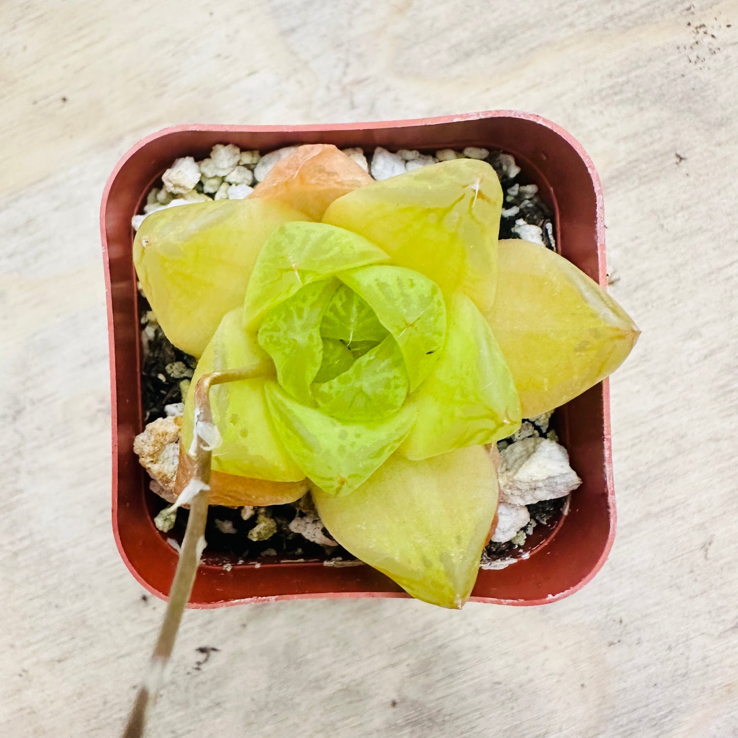 Haworthia cymbiformis - Cathedral Window