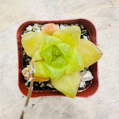 Haworthia cymbiformis - Cathedral Window