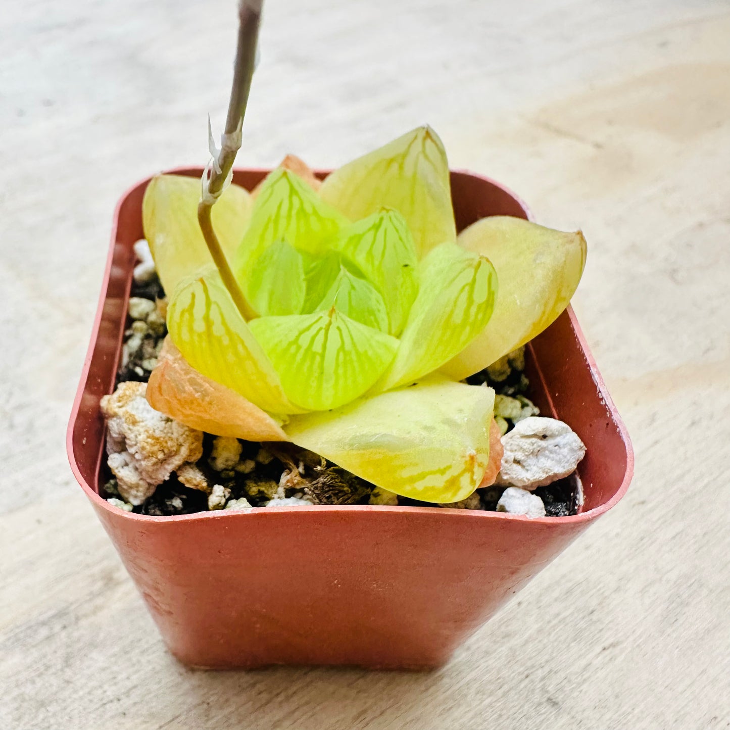 Haworthia cymbiformis - Cathedral Window