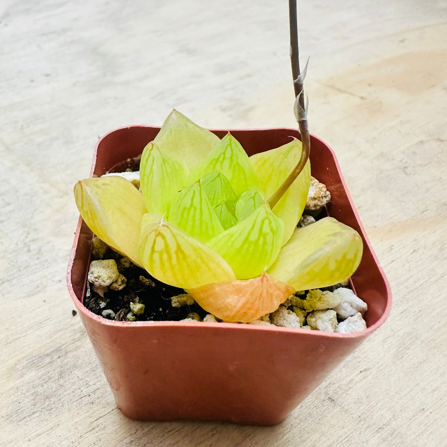 Haworthia cymbiformis - Cathedral Window