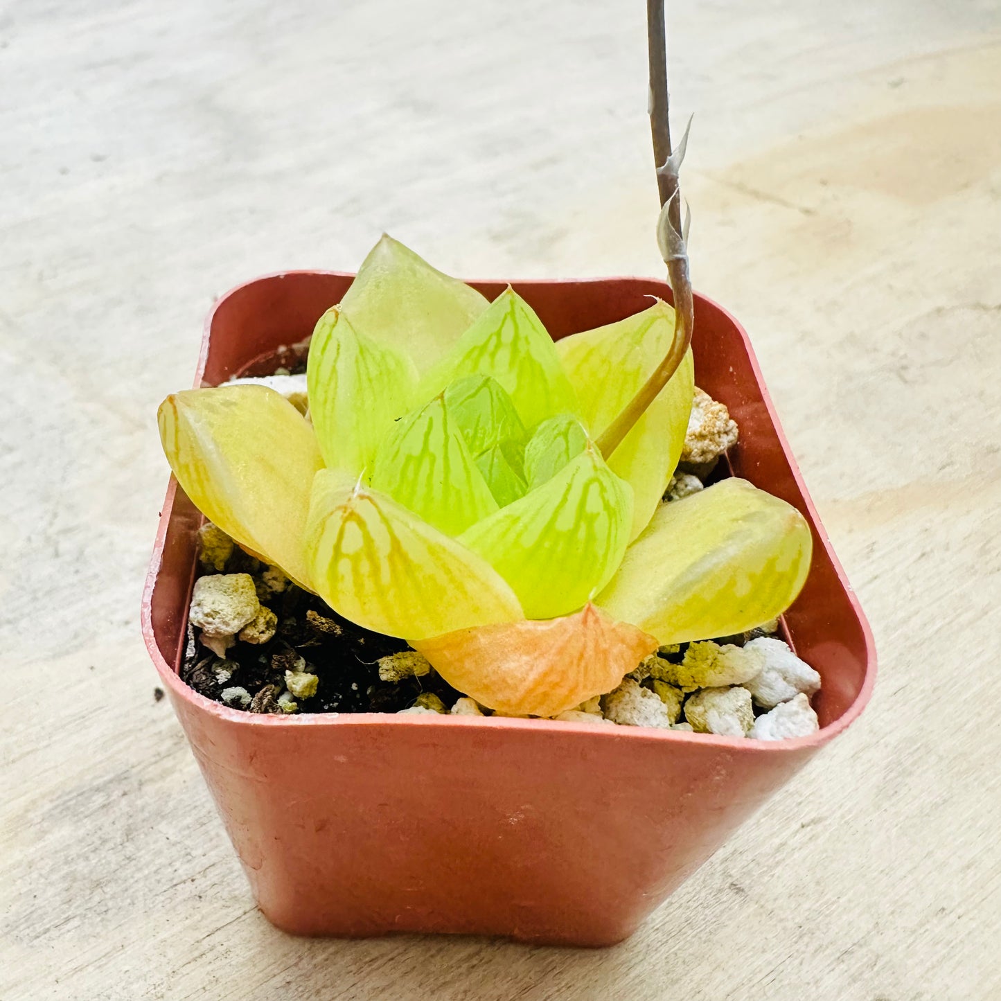 Haworthia cymbiformis - Cathedral Window