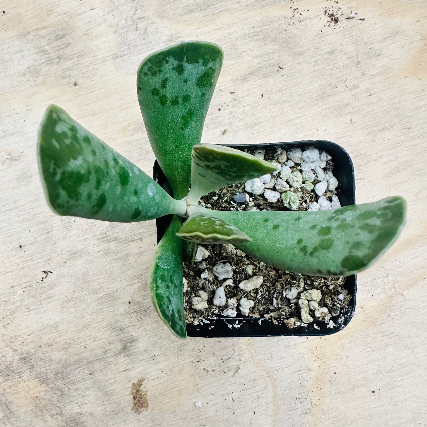 Adromischus cooperi - Plover Eggs-SEAH