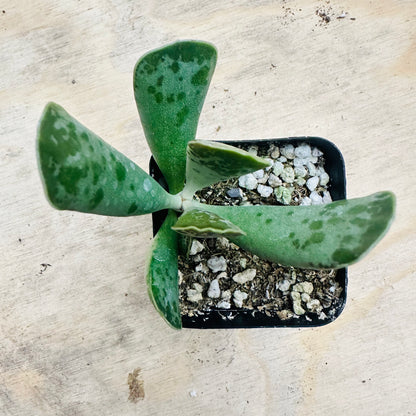 Adromischus cooperi - Plover Eggs-SEAH