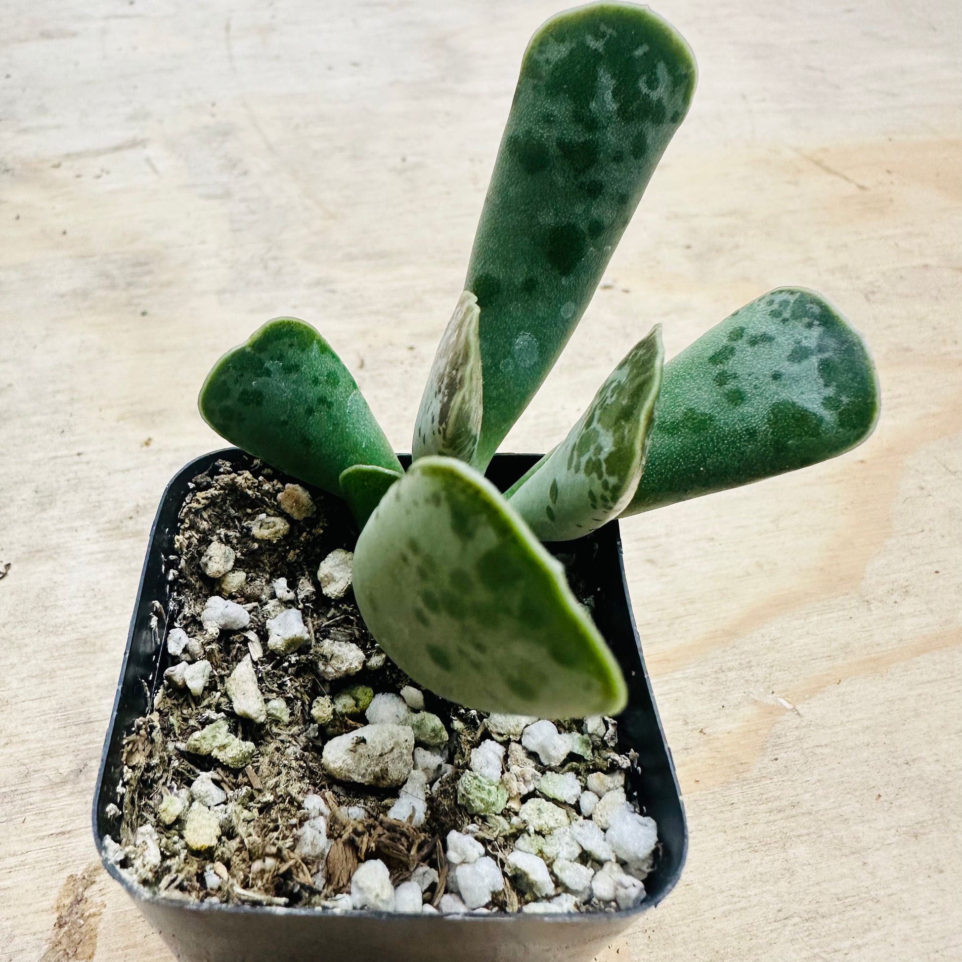 Adromischus cooperi - Plover Eggs-SEAH