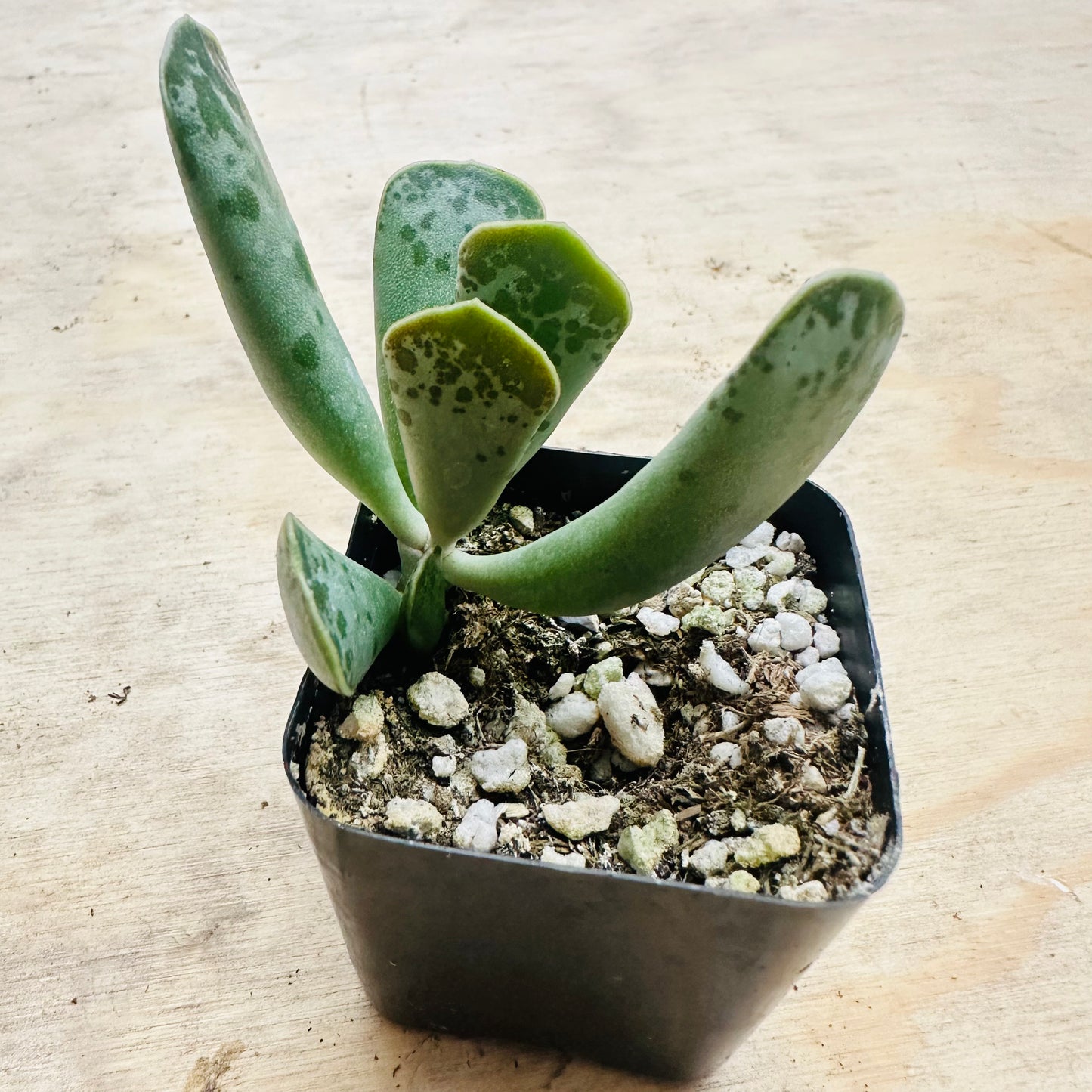 Adromischus cooperi - Plover Eggs-SEAH