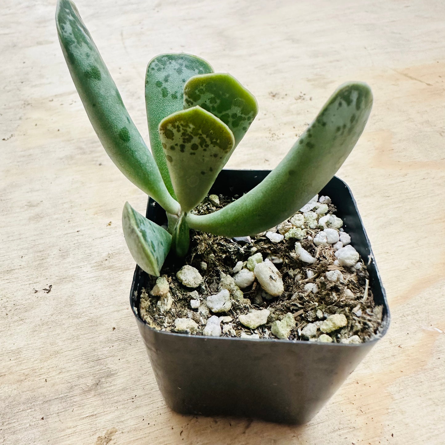 Adromischus cooperi - Plover Eggs-SEAH