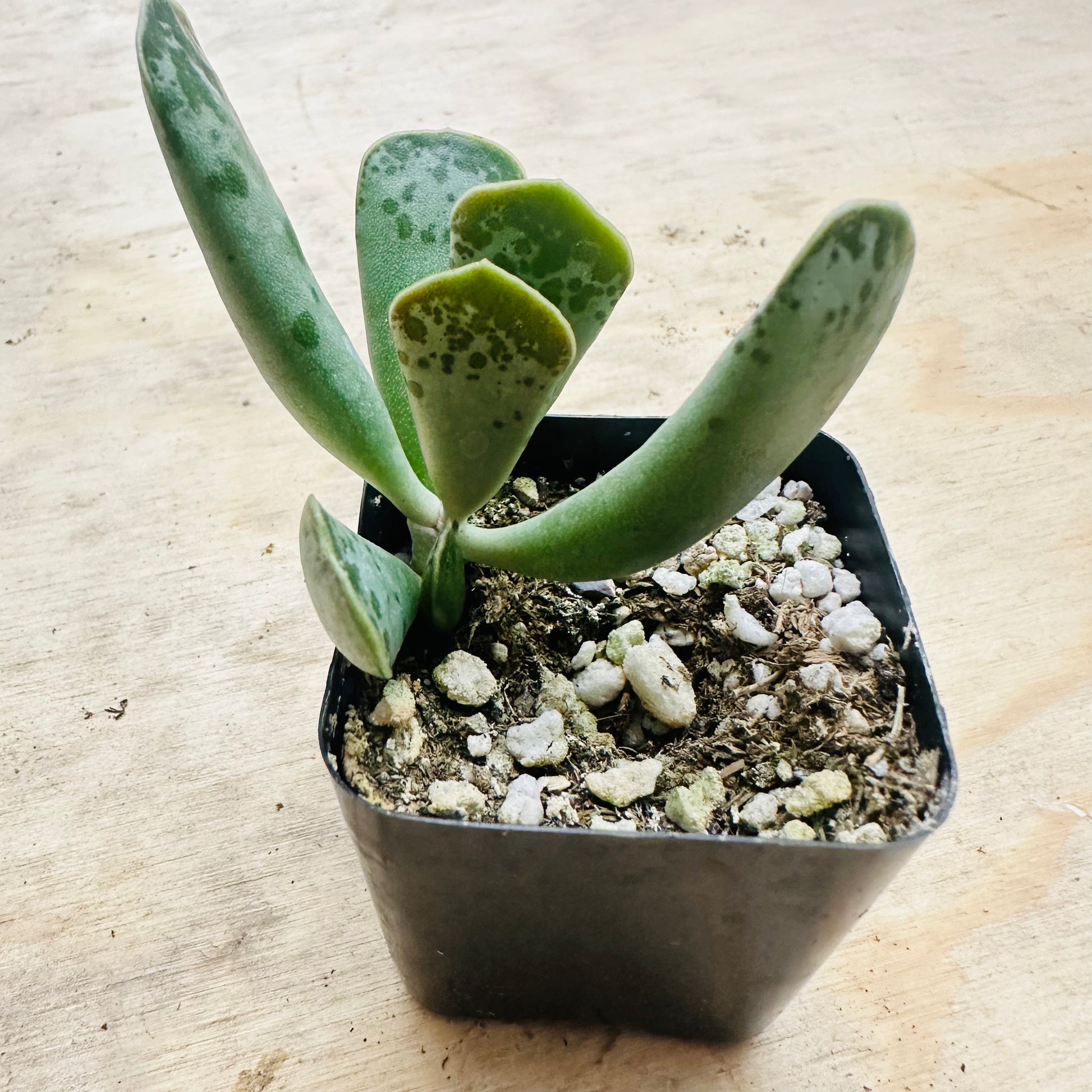 Adromischus cooperi - Plover Eggs-SEAH